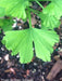 - Ginkgo biloba 'Folkert's Select' Male Small Leaf Ginkgo Tree - Mr Maple │ Buy Japanese Maple Trees