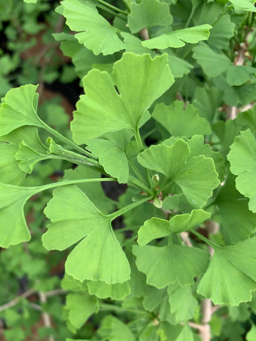 - Ginkgo biloba 'Folkert's Select' Male Small Leaf Ginkgo Tree - Mr Maple │ Buy Japanese Maple Trees