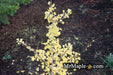 - Ginkgo biloba 'Folkert's Select' Male Small Leaf Ginkgo Tree - Mr Maple │ Buy Japanese Maple Trees