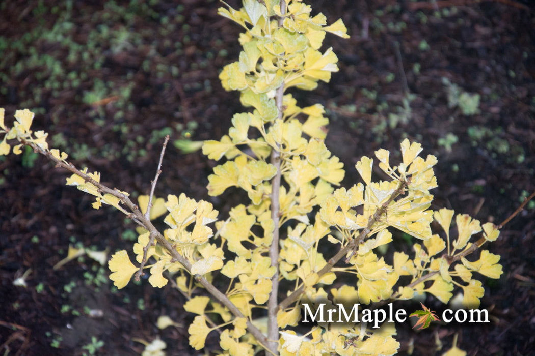 - Ginkgo biloba 'Folkert's Select' Male Small Leaf Ginkgo Tree - Mr Maple │ Buy Japanese Maple Trees