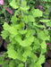 - Ginkgo biloba 'Folkert's Select' Male Small Leaf Ginkgo Tree - Mr Maple │ Buy Japanese Maple Trees