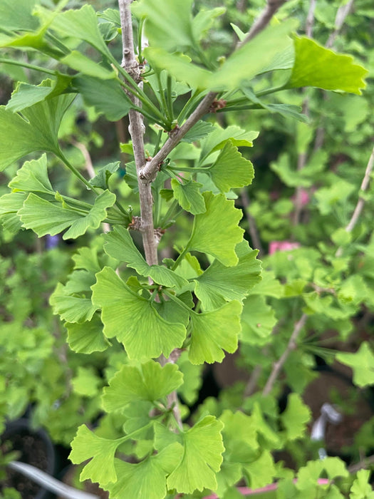 - Ginkgo biloba 'Folkert's Select' Male Small Leaf Ginkgo Tree - Mr Maple │ Buy Japanese Maple Trees