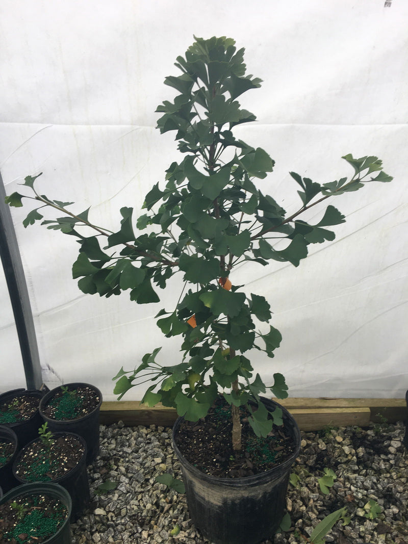 - Ginkgo biloba 'G. Tower' Columnar Ginkgo Tree - Mr Maple │ Buy Japanese Maple Trees