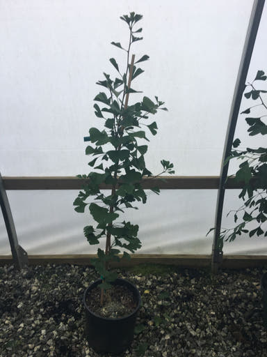 - Ginkgo biloba 'George Lewis' Male Ginkgo Tree - Mr Maple │ Buy Japanese Maple Trees