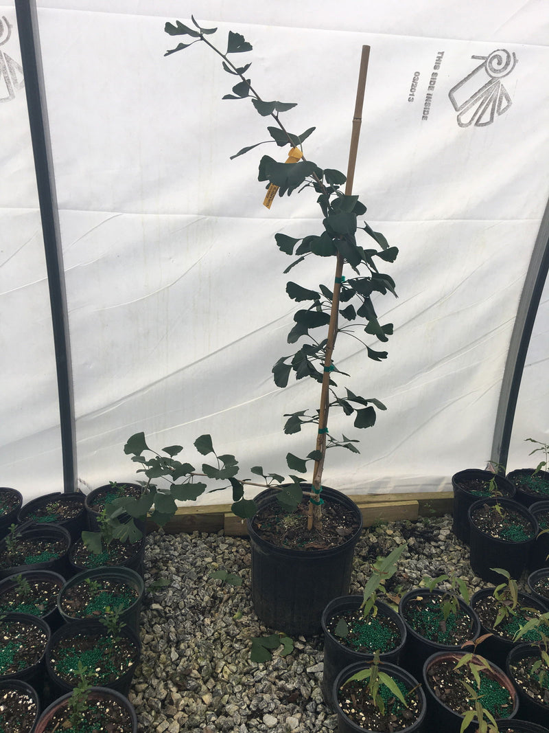 - Ginkgo biloba 'Girard's Spreader' Dwarf Spreading Male Ginkgo Tree - Mr Maple │ Buy Japanese Maple Trees