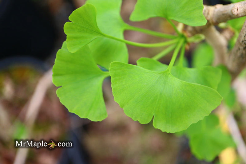 - Ginkgo biloba 'Girard's Spreader' Dwarf Spreading Male Ginkgo Tree - Mr Maple │ Buy Japanese Maple Trees