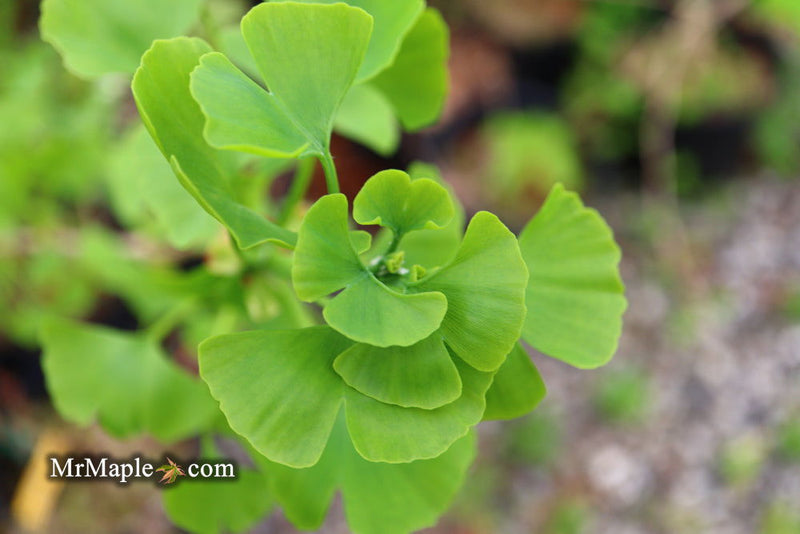 - Ginkgo biloba 'Girard's Spreader' Dwarf Spreading Male Ginkgo Tree - Mr Maple │ Buy Japanese Maple Trees