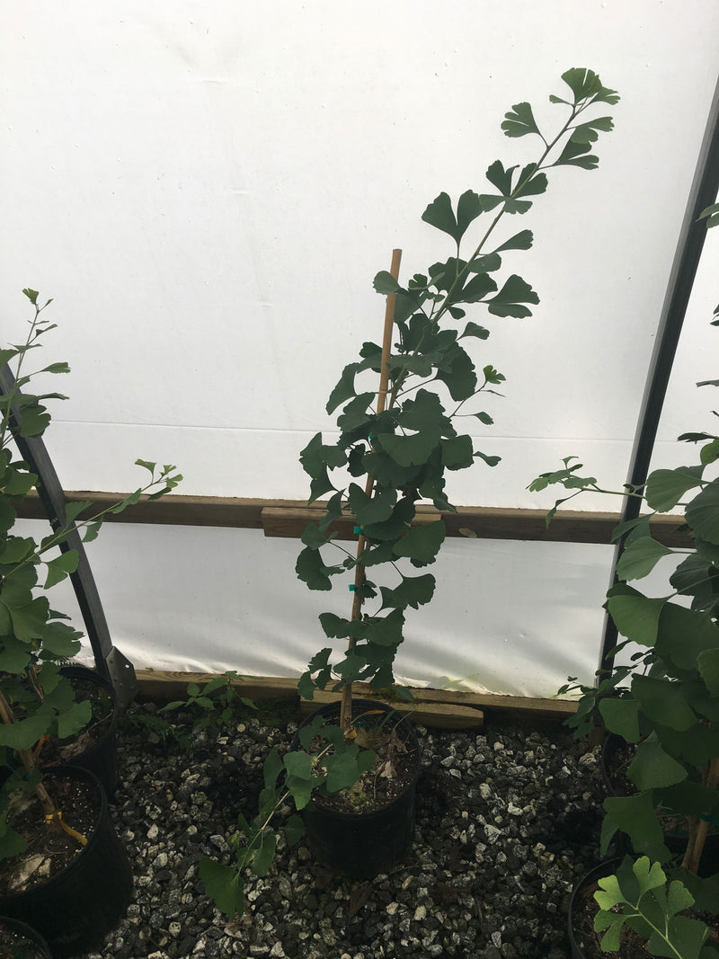 - Ginkgo biloba 'Globus' Dwarf Male Ginkgo Tree - Mr Maple │ Buy Japanese Maple Trees