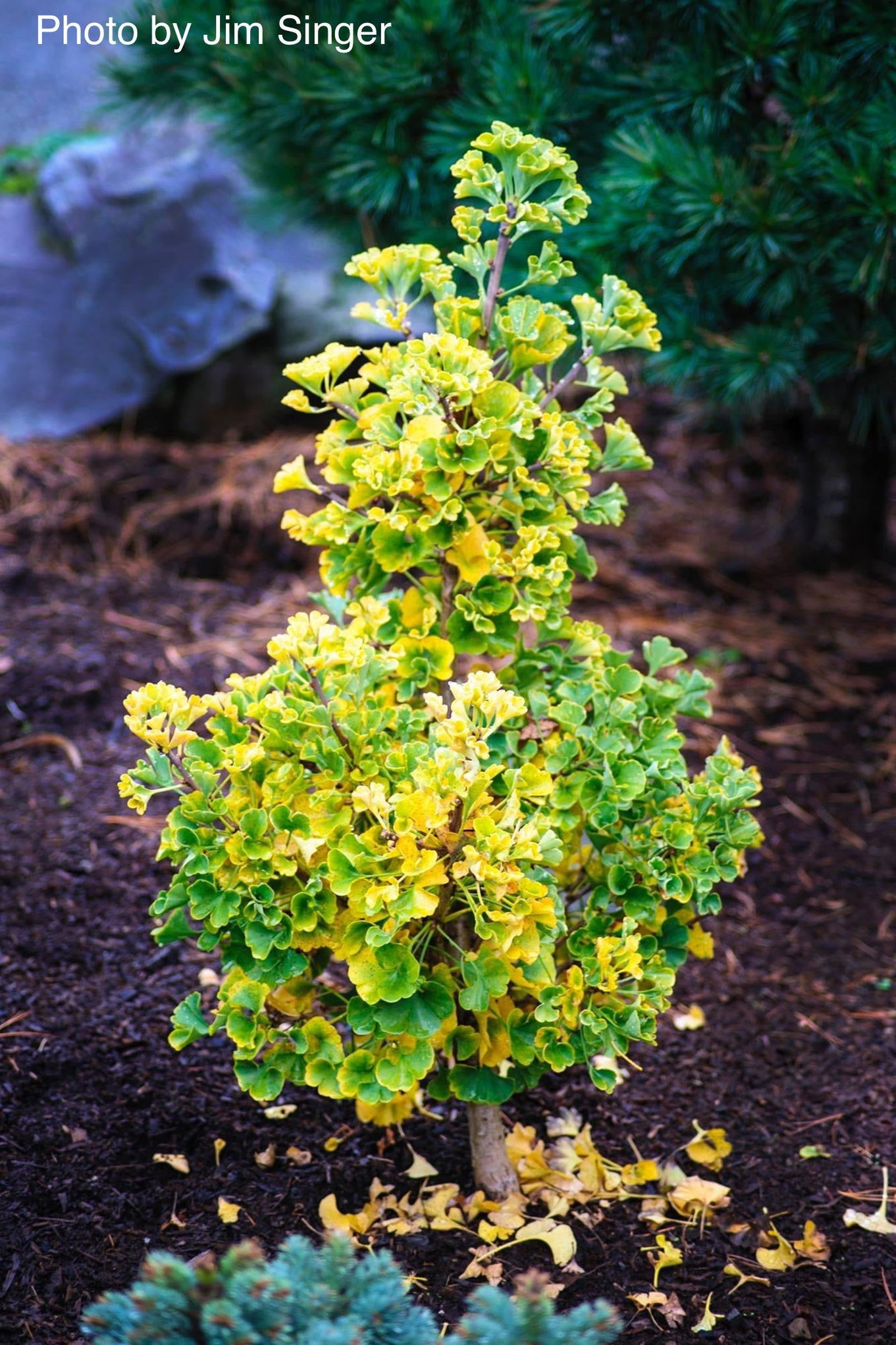 Buy Ginkgo biloba 'Gnome' Dwarf Ginkgo Tree — Mr Maple │ Buy Japanese ...