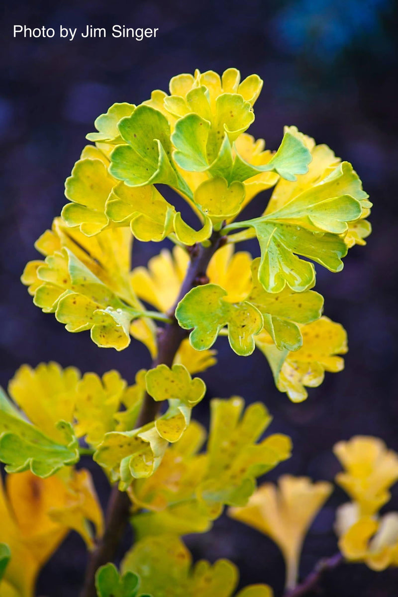 - Ginkgo biloba 'Gnome' Dwarf Male Ginkgo Tree - Mr Maple │ Buy Japanese Maple Trees