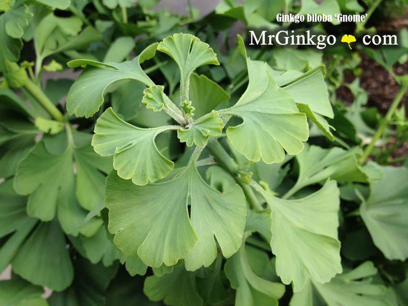 - Ginkgo biloba 'Gnome' Dwarf Male Ginkgo Tree - Mr Maple │ Buy Japanese Maple Trees