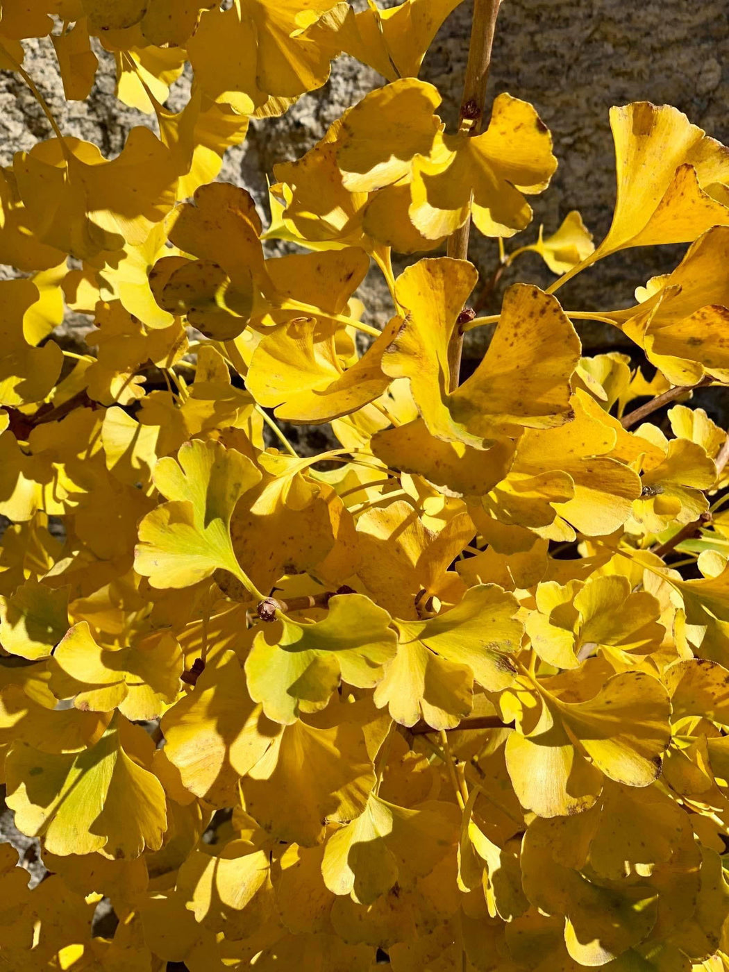 Buy Ginkgo biloba 'Gnome' Dwarf Ginkgo Tree — Mr Maple │ Buy Japanese ...