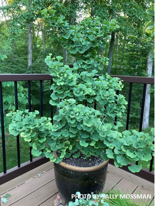 - Ginkgo biloba 'Gnome' Dwarf Male Ginkgo Tree - Mr Maple │ Buy Japanese Maple Trees