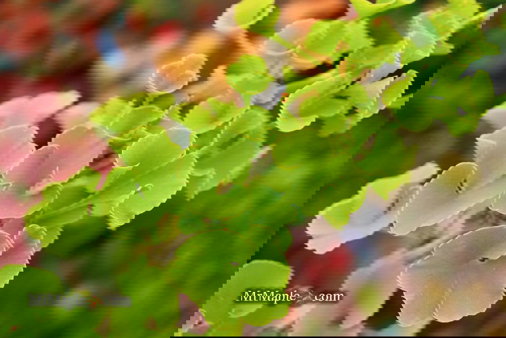 ✨✨✨オキナワモンパノキ【◎良品素材】検/黒株/old tree monpa Just slip potted this Nisgikigawa Rough bark JM 🔥 Check out our