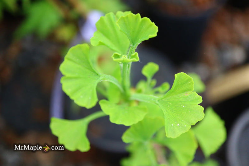 - Ginkgo biloba 'Gokusho-ba' Small Leaf Ginkgo Tree - Mr Maple │ Buy Japanese Maple Trees