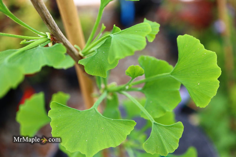 - Ginkgo biloba 'Gokusho-ba' Small Leaf Ginkgo Tree - Mr Maple │ Buy Japanese Maple Trees