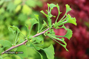 - Ginkgo biloba 'Gokusho-ba' Small Leaf Ginkgo Tree - Mr Maple │ Buy Japanese Maple Trees