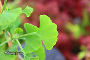 - Ginkgo biloba 'Gokusho-ba' Small Leaf Ginkgo Tree - Mr Maple │ Buy Japanese Maple Trees