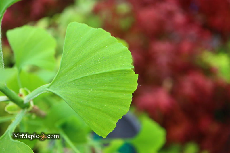 - Ginkgo biloba 'Gokusho-ba' Small Leaf Ginkgo Tree - Mr Maple │ Buy Japanese Maple Trees