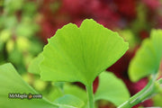 - Ginkgo biloba 'Gokusho-ba' Small Leaf Ginkgo Tree - Mr Maple │ Buy Japanese Maple Trees