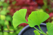- Ginkgo biloba 'Gokusho-ba' Small Leaf Ginkgo Tree - Mr Maple │ Buy Japanese Maple Trees