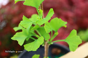 - Ginkgo biloba 'Gokusho-ba' Small Leaf Ginkgo Tree - Mr Maple │ Buy Japanese Maple Trees