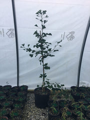 - Ginkgo biloba 'Golden Girl' Female Tall Fruiting Ginkgo Tree - Mr Maple │ Buy Japanese Maple Trees