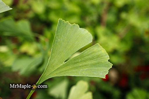 '- Ginkgo biloba 'Golden Globe' Ginkgo Tree - Mr Maple │ Buy Japanese Maple Trees