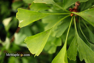 - Ginkgo biloba 'Golden Globe' Ginkgo Tree - Mr Maple │ Buy Japanese Maple Trees