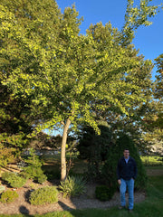 - Ginkgo biloba 'Gresham' Broad Spreading Ginkgo Tree - Mr Maple │ Buy Japanese Maple Trees
