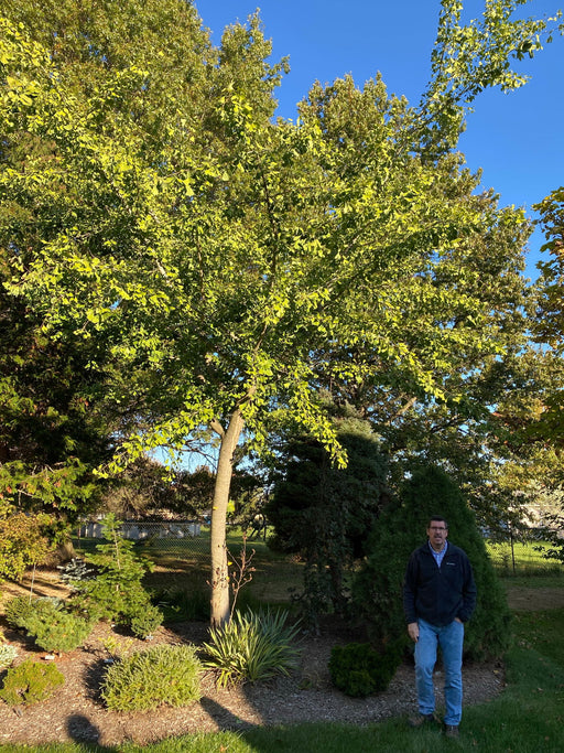 - Ginkgo biloba 'Gresham' Broad Spreading Ginkgo Tree - Mr Maple │ Buy Japanese Maple Trees