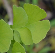 - Ginkgo biloba 'Grindstone' Columnar Male Ginkgo Tree - Mr Maple │ Buy Japanese Maple Trees