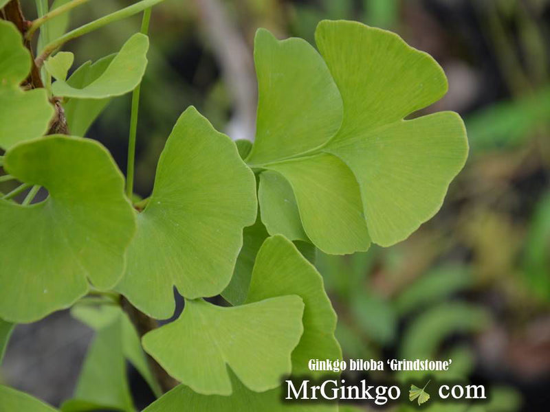 - Ginkgo biloba 'Grindstone' Columnar Male Ginkgo Tree - Mr Maple │ Buy Japanese Maple Trees