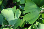 - Ginkgo biloba 'Grindstone' Columnar Male Ginkgo Tree - Mr Maple │ Buy Japanese Maple Trees