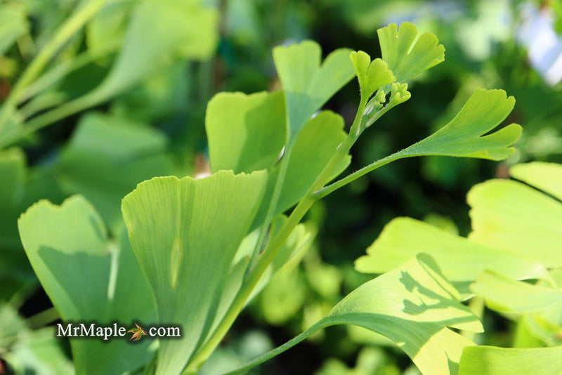- Ginkgo biloba 'Grindstone' Columnar Male Ginkgo Tree - Mr Maple │ Buy Japanese Maple Trees