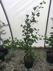 - Ginkgo biloba 'Halka' Ginkgo Tree - Mr Maple │ Buy Japanese Maple Trees