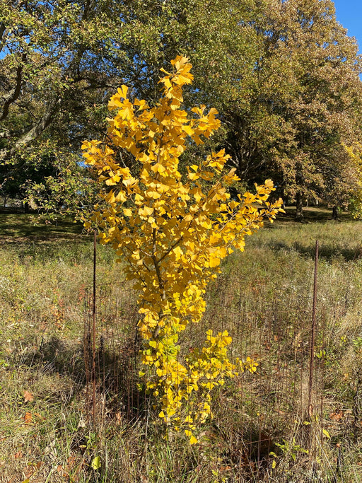 - Ginkgo biloba 'Hiyanari' Premium Fruiting Female Ginkgo Tree - Mr Maple │ Buy Japanese Maple Trees