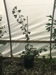 - Ginkgo biloba 'Horizontalis' Weeping Male Ginkgo Tree - Mr Maple │ Buy Japanese Maple Trees