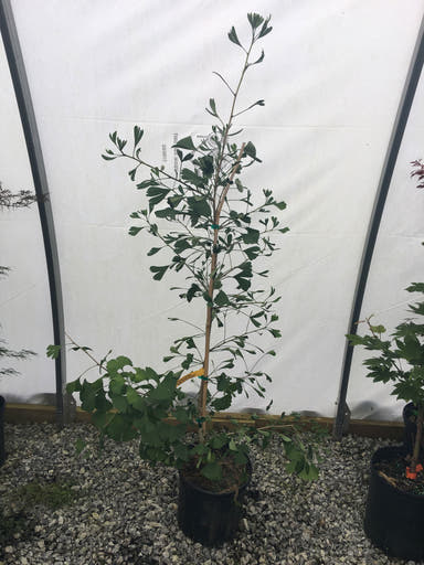 - Ginkgo biloba 'Hunnewell' Dwarf Ginkgo Tree - Mr Maple │ Buy Japanese Maple Trees