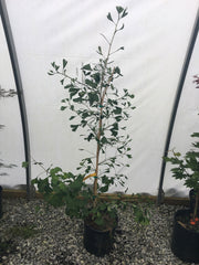 - Ginkgo biloba 'Hunnewell' Dwarf Ginkgo Tree - Mr Maple │ Buy Japanese Maple Trees