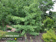 - Ginkgo biloba 'JFS - UGA2' Male Ginkgo Tree - Mr Maple │ Buy Japanese Maple Trees