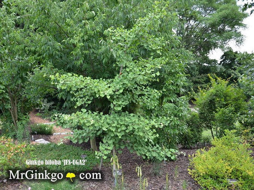 - Ginkgo biloba 'JFS - UGA2' Male Ginkgo Tree - Mr Maple │ Buy Japanese Maple Trees