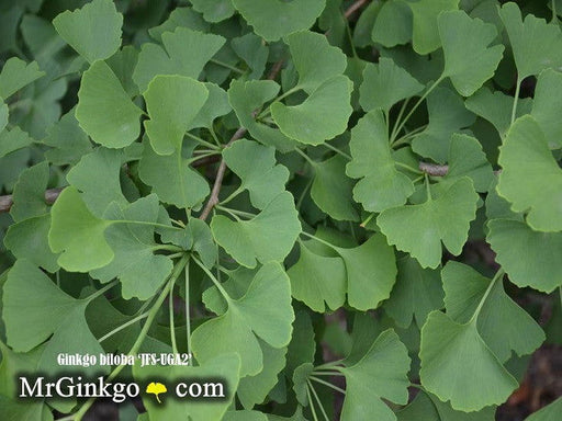 - Ginkgo biloba 'JFS - UGA2' Male Ginkgo Tree - Mr Maple │ Buy Japanese Maple Trees