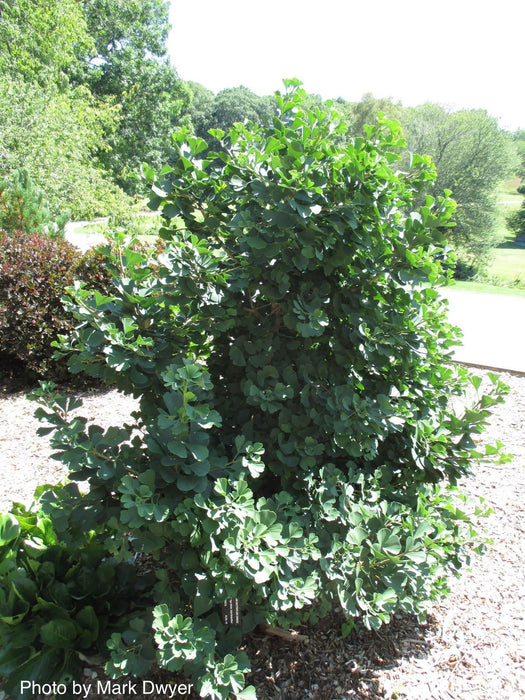 - Ginkgo biloba 'Jade Butterflies' Male Ginkgo Tree - Mr Maple │ Buy Japanese Maple Trees