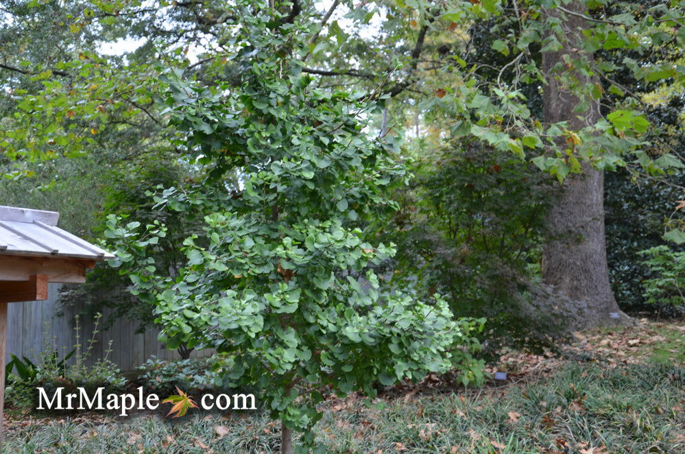 - Ginkgo biloba 'Jade Butterflies' Male Ginkgo Tree - Mr Maple │ Buy Japanese Maple Trees