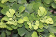 - Ginkgo biloba 'Jade Butterflies' Male Ginkgo Tree - Mr Maple │ Buy Japanese Maple Trees