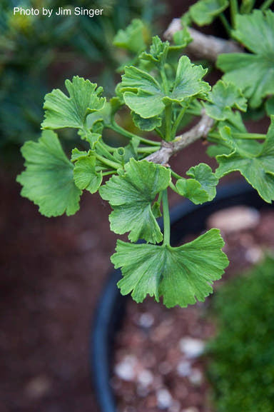 - Ginkgo biloba 'Jagged Jade' Unusual Leaf Male Ginkgo Tree - Mr Maple │ Buy Japanese Maple Trees