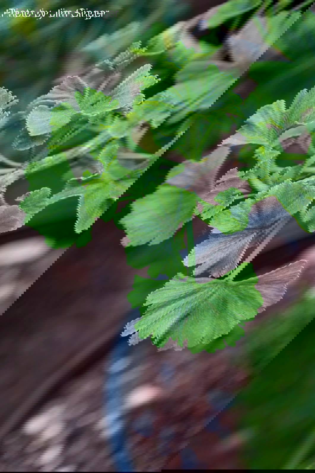 Buy Ginkgo biloba 'Jagged Jade' Rare Unusual Leaf Male Ginkgo Tree For