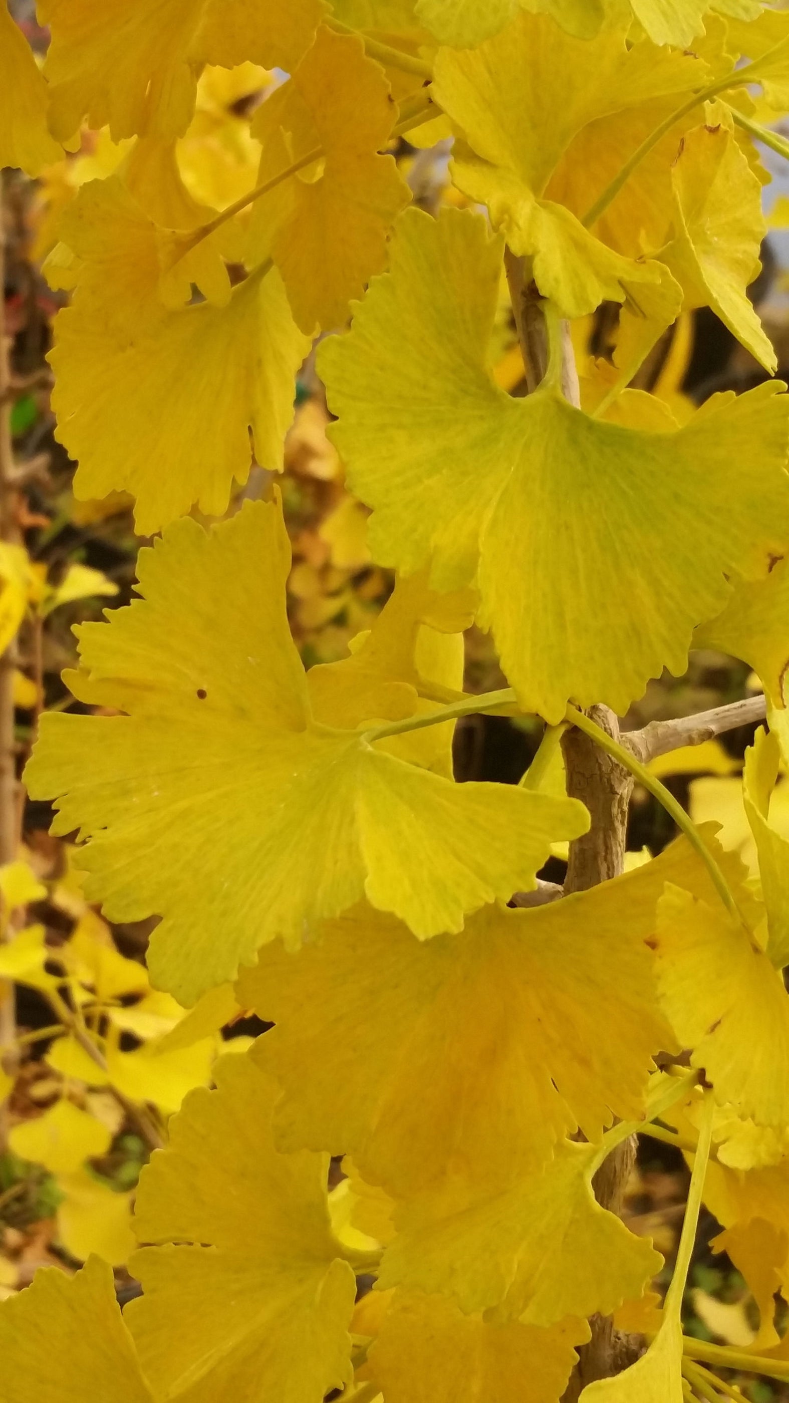 Buy Ginkgo biloba 'Jagged Jade' Rare Unusual Leaf Male Ginkgo Tree For