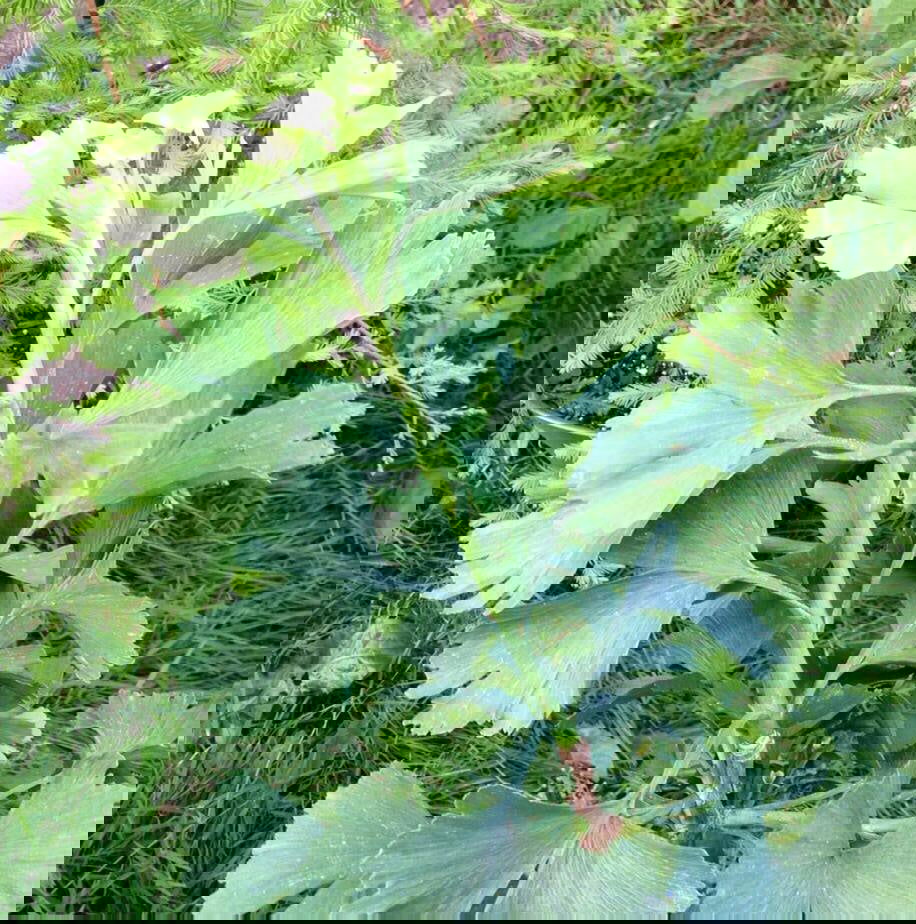 Buy Ginkgo biloba 'Jagged Jade' Rare Unusual Leaf Male Ginkgo Tree For